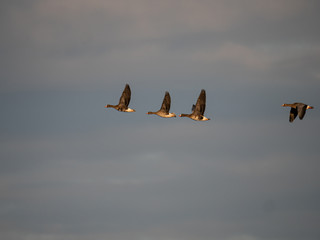 Gänse am Himmel © Juergen