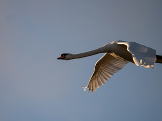 Fliegender Schwan