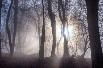 Misty rays of light in woods