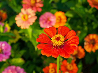 Close-up shot of bright red Zinnia flowers blooms on a blurry background of flower and leaf in the flower garden.
