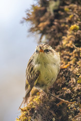 South Island Rifleman in New Zealand