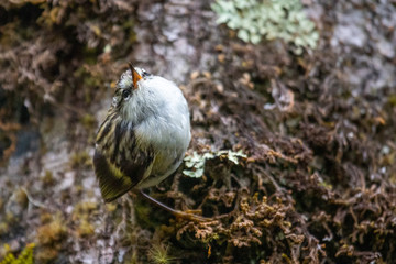 South Island Rifleman in New Zealand