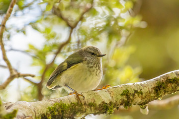South Island Rifleman in New Zealand