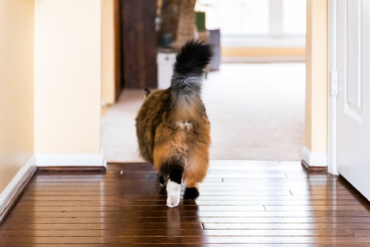 Calico Maine Coon Cat Walking Back Behind Showing Tail, Paw Legs And Butt With Long Hair In Room Corridor Of House Interior Home Room