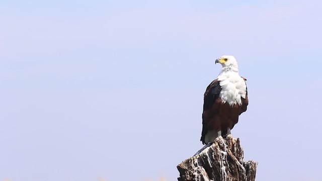 African Fish Eagle perched on stump, feathers ruffled by the breeze