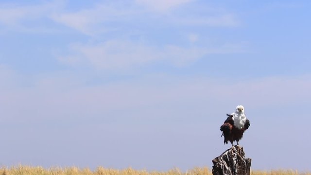 Disheveled African Fish Eagle sits on stump, puffed up in the wind