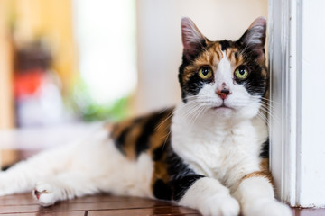 Closeup portrait of old senior calico cat lying down looking up hardwood wooden floor in home house...