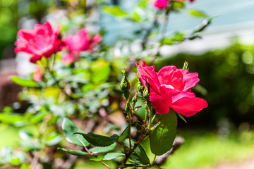 Rose Garden with macro closeup of vivid pink flowers in park during sunny summer day and bokeh background in Atlanta, Georgia