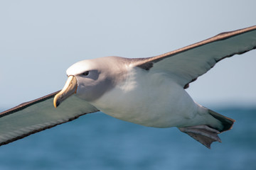 Fototapeta na wymiar Salvin's Mollymawk Albatross
