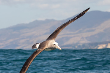 Salvin's Mollymawk Albatross