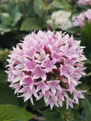 pink flowers in garden