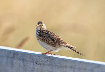Eurasian Skylark