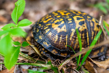 Naklejka premium Above closeup macro view of cute small wood woodland box turtle hiding in shell in Virginia garden forest