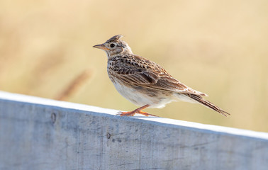 Eurasian Skylark