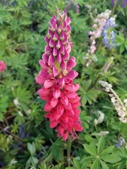 flowers in the garden