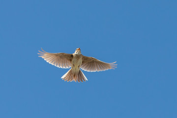 Eurasian Skylark