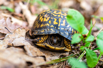 Closeup macro view of cute small wood box turtle hiding in shell with head face in Virginia garden forest