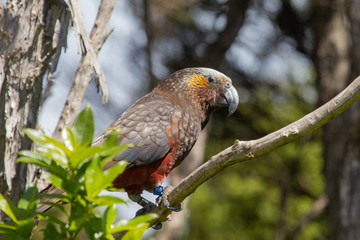 South Island Kaka Parrot in New Zealand