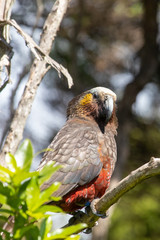 South Island Kaka Parrot in New Zealand