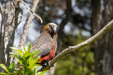South Island Kaka Parrot in New Zealand
