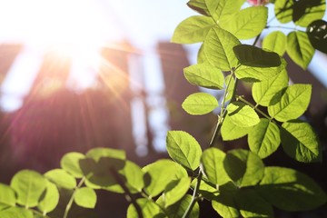 Foliage of a green leaf in back light. Sun light to the nature background