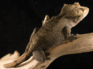 Dark Crested Gecko