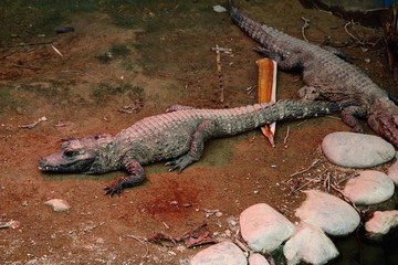  Cute baby crocodile growing in a zoo