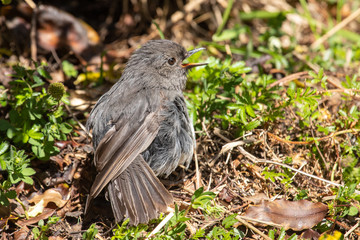 South Island Robin in New Zealand