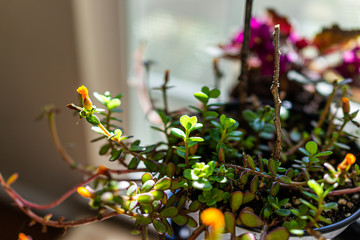 Fototapeta premium Macro closeup of green and yellow flower purslane plant in pot flowerpot indoor interior inside home decoration gardening showing texture