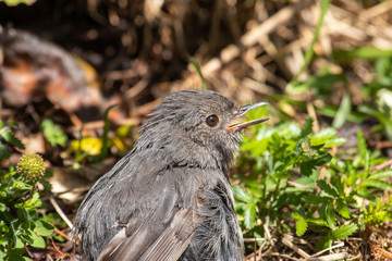 South Island Robin in New Zealand