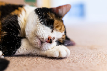 Closeup macro of cute calico sleepy cat sleeping on carpet floor low angle view with acne on nose...