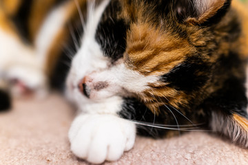 Closeup macro of adorable calico sleepy cat sleeping on carpet floor low angle view with acne on nose adult senior animal