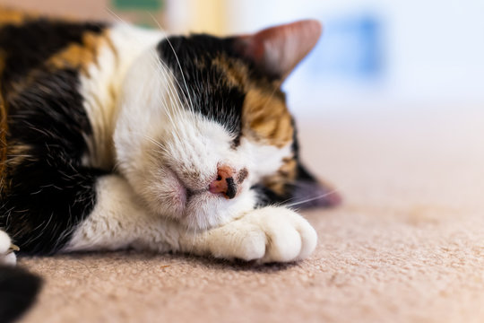 Closeup macro of cute calico sleepy cat sleeping on carpet floor low angle view with acne on nose adult senior animal