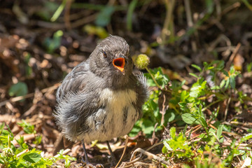 South Island Robin in New Zealand