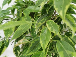 Houseplant ficus Benjamin, green leaves. Close-up shot. Nature background. Green leaves texture. Floral pattern