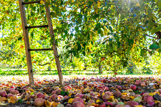 Apple Orchard With Ladder Low Angle View Under Tree And Fallen Rotting Fruit On Garden Ground In Autumn Fall Farm Countryside In Virginia Picking