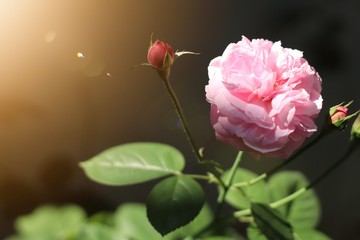 Pink rose bloom garden in day light. Valentine day or special anniversary day background