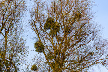 Mistletoe (viscum album) growing on the branches of tree