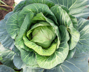 Obraz premium Top view of fresh cabbage in the garden.