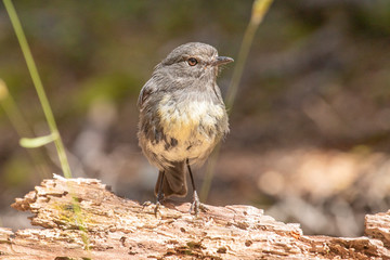 South Island Robin in New Zealand