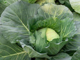 Top view of fresh cabbage in the garden.