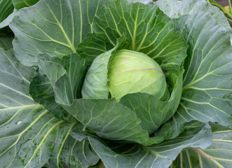 Top view of fresh cabbage in the garden.
