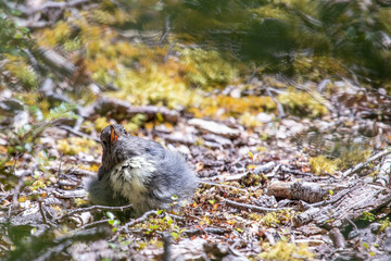 South Island Robin in New Zealand