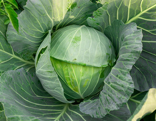 Obraz premium Top view of fresh cabbage in the garden.