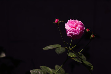 Pink rose bloom in black and dark background. Valentine day or special anniversary day background. Beautiful flower in darkness