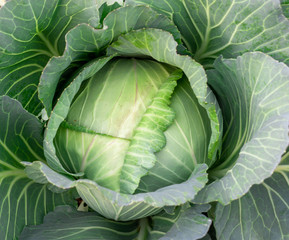 Top view of fresh cabbage in the garden.