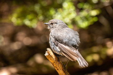 South Island Robin in New Zealand
