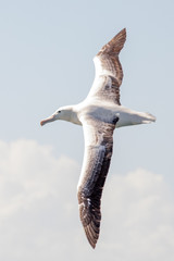 Southern Royal Albatross
