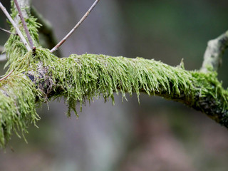 Ast mit Moos