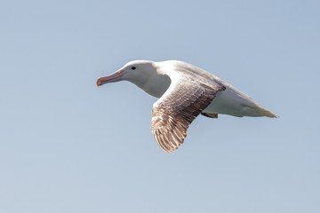 Southern Royal Albatross